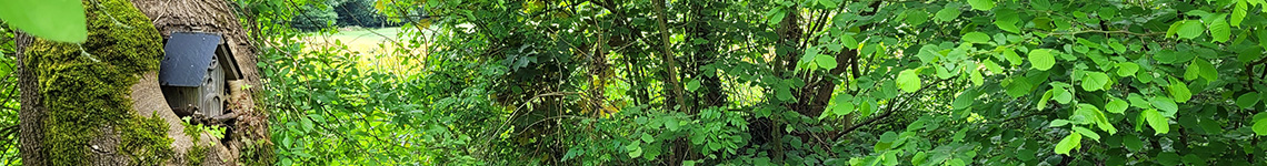 maison oiseaux dans un arbre