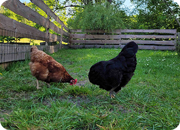Poules ferme Beignon